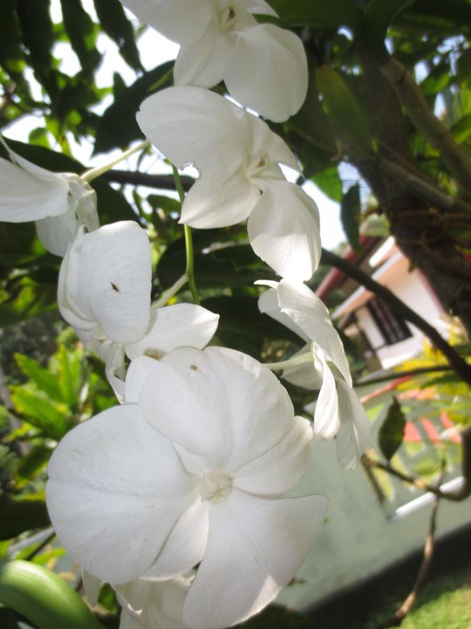 Jungle Holiday Home Hikkaduwa Esterno foto